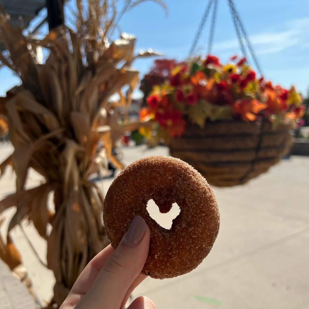 apple cider donuts that pair perfectly with our new craft brews and hard cider