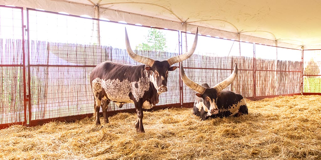 Goebbert's Farm Animal Land - oxen with gigantic horns