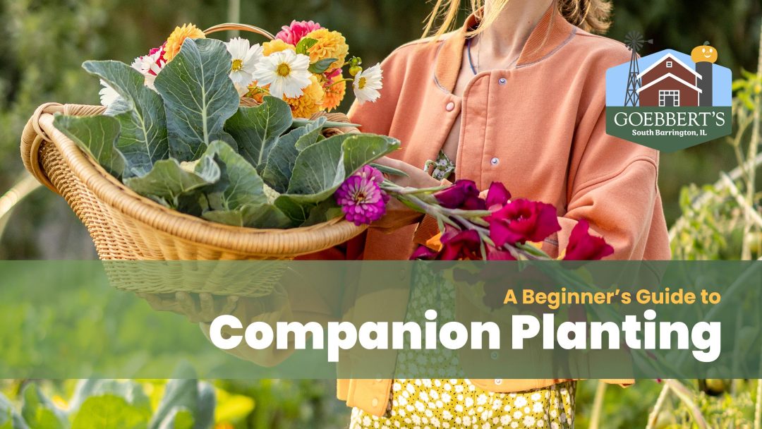 A Beginner’s Guide to Companion Planting